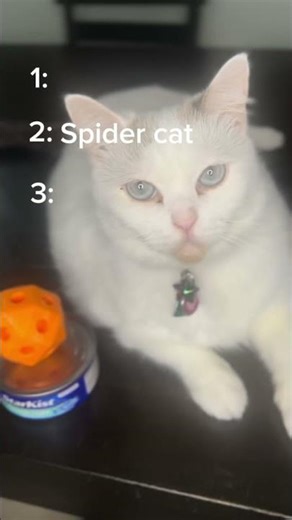 🐱 CAT TIER LIST 😹💥 Which Cat Rules the Internet?! | Comment YOUR Pick 👇 #CatChronicles #CatTok