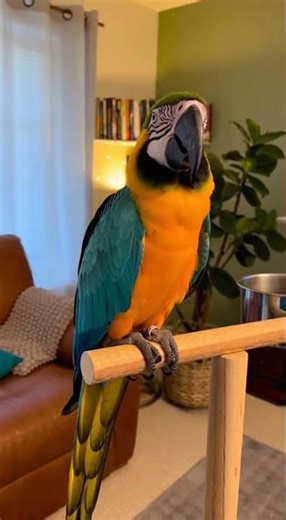 Hilarious Parrot Voice Repeater!