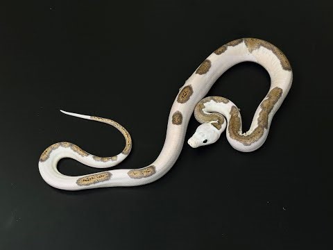 งูเหลือม Platinum Pied het Albino