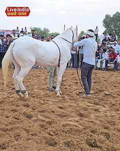 129K views · 1K reactions | Blippi & Hampton’s USA Ranch Horse Dance...