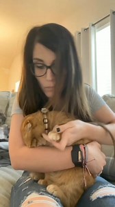 408K views · 10K reactions | Dramatic cat. 來 #funnycat #PurrShirts | PurrShirts | Facebook