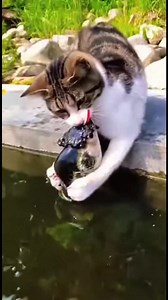 ¡Truco de pajita del gato lleva a un pez! El juego del gato con la pajita se convierte en una captura sorprendente. #fblifestyle #AI Generated using Kling AI . . . (Sólo con fines de entretenimiento. Consulte a profesionales si se presentan orientaciones sobre actividades. Si se muestra alguna marca, no implica ninguna afiliación. Si se inspiran en hechos reales, pueden incluirse adaptaciones creativas. El contenido puede incluir imágenes públicas.) | Fabiosa Argentina