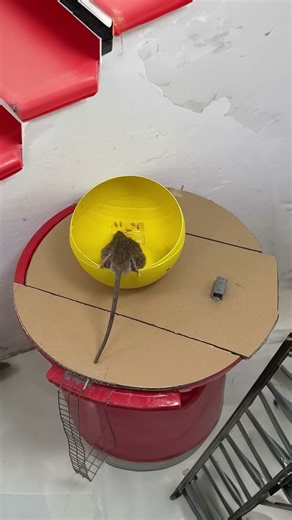 Amazing! Bright field attracts greedy mice in What pulled them here? #cat #catandmouse #trending