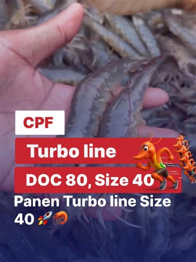 Innovations in Vannamei Shrimp Farming Techniques