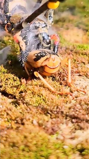 ."Bombardier Beetle's Firepower vs Deadly Striped Spider