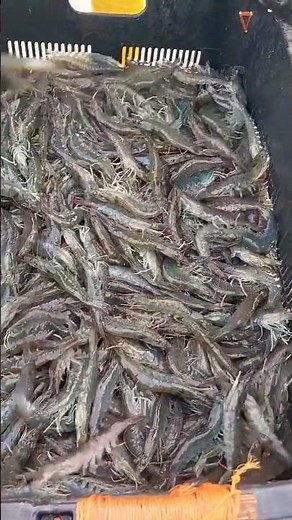 LIVE Prawns Catching in Sea 🦐🔥 Amazing Fishing Skills #trending #viral #shorts #prawns