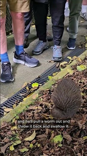 Kiwi Bird Eats 300 Worms a Day?! 😮 #kiwibird #newzealandtravel