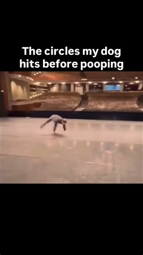 52 reactions · 3 comments | Little helicopters! All jokes aside dogs...