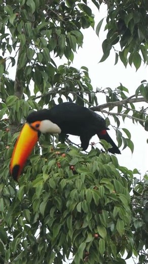 Toucan With the Biggest Beak 🐦 #shorts #toucan #faunexiawild #birds