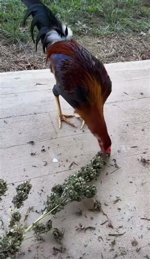 Invisibleman1620 (@invisibleman1620)’s videos with original sound - Invisibleman1620