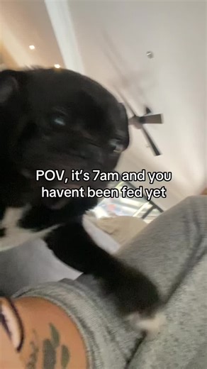 Ummmm Mumma I did think you hoomans were meant to know da puggie breakfast time, I shouldn’t habs to remind you….but I will#funnypug #pugslife #pugsoftiktok