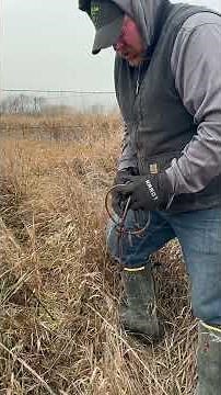 How to trap skunks catch