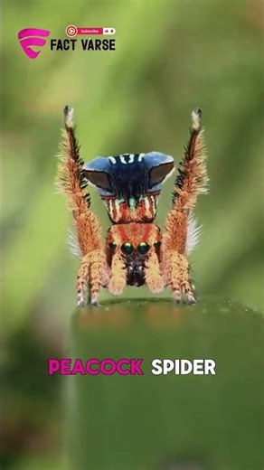 This Tiny Spider Dances for Love… Or Gets Attacked 😳🕷️#spider #animals