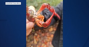 Post-storm bugs and critters come out across San Diego