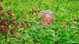 Snail in its shell moving slowly around a backyard - Free Stock Video