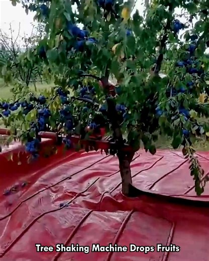 Tree Shaking Machine Drops Fruits #FruitMachine #SmartFarming #AgriTech #TreeShaker #FarmAutomation | Deep Dive News