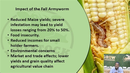 Winning The Battle Against Fall Army Worms In Maize | Livestock Services