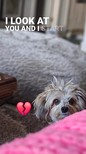 4 months today without him is more than a lifetime. 💔🐾💔 | Krystal Tini