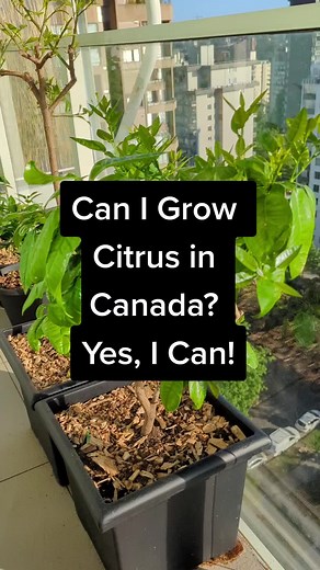 I am addicted to growing #citrus #gardening #pottedplants