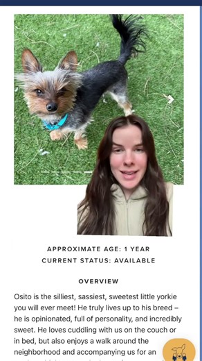 Osito Is Officially Available for Adoption 💕 Let’s Find His Forever Home #fosterdog #dogmom #puppy