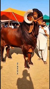 Extraordinary, rare breed of goat #fbreelsfypシ゚ #Amazing #highlights #wildlife #Extraordinary, #rare #breed #goat #goodvibes | Sheikh Jalal