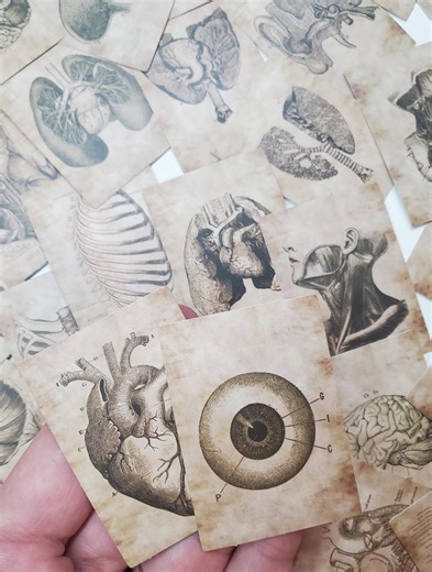 Anatomy Stickers: Vintage Body Parts Book Pages, Waterproof Set of 10; Vintage, Books, Anatomical