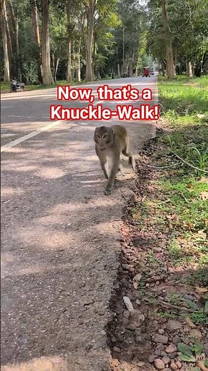 POV: A Wild Monkey Sizes You Up in Cambodia 🐒