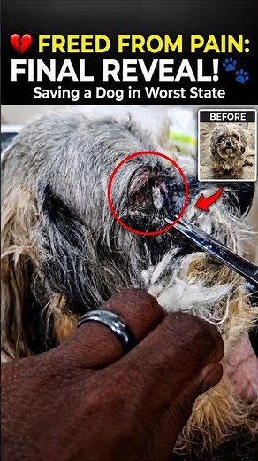Shaving POUNDS of Matted Fur Off This Rescue Dog! 😭🐾 (Amazing Transformation)