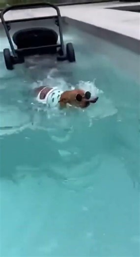 Two Dogs Playing Happily 🐶🐾