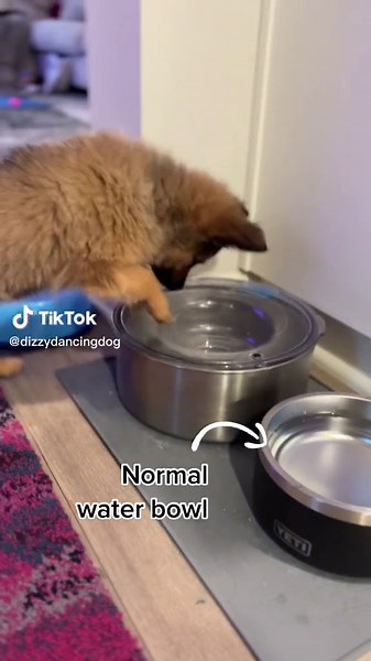 No-Spill Dog Water Bowl - Back in Stock!