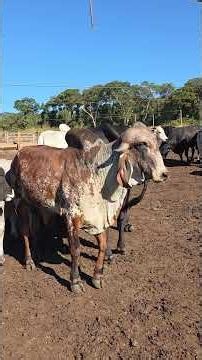 Garrote Gir is good for producing a top-quality young bull.