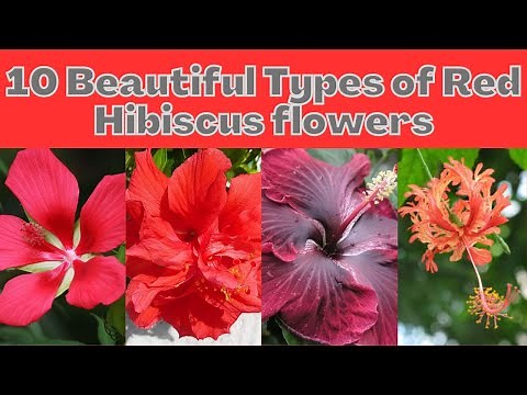 10 Beautiful Types of Red Hibiscus flowers