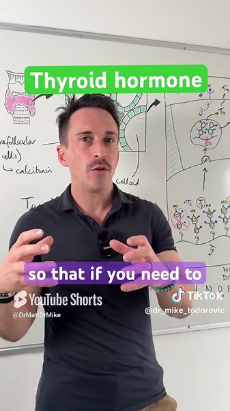 Thyroid Hormone Explained: Its Role in Metabolism