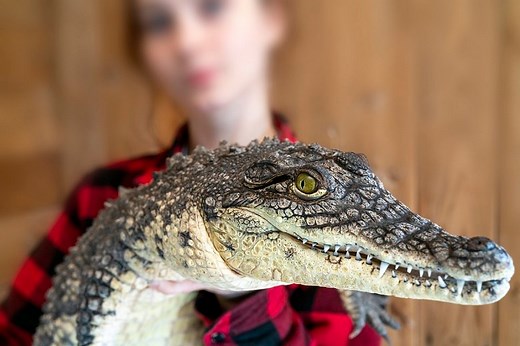 Do You Want a Pet Alligator? Here is Everything You Need To Know - GeoZoo.org