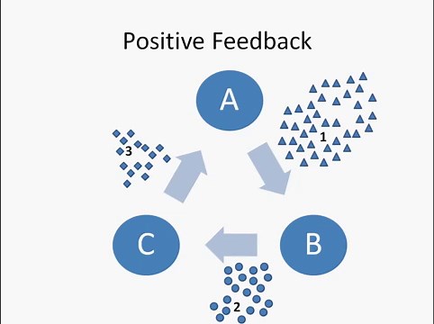 Homeostasis | Biology I