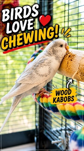 Budgie Chewing Everything? Give Them This Toy!