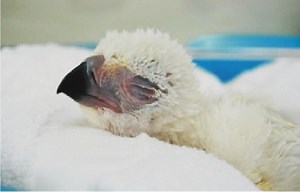 Philippine Eagle chick hatched in captivity at Davao conservation center | Coconuts