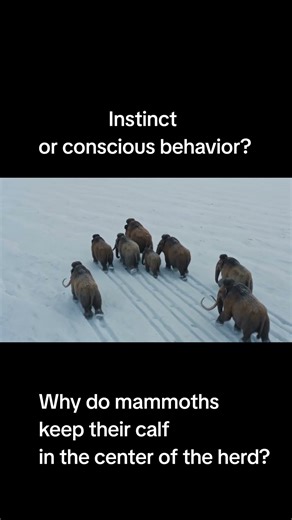 Instinct or conscious behavior? #mammoth