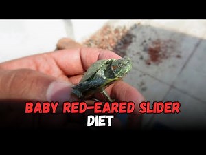 The Diet Of A Baby Red Eared Slider turtle, Buying Cost, Diet, Care Sheet Guide for Beginners