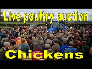 chicken auction walk round