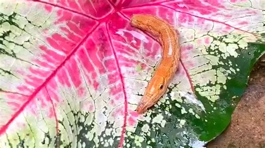 Mix of crocodile and snake: Woman discovers bizarre creature in the Philippines