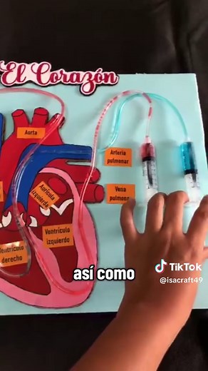Maqueta sobre el Funcionamiento del Corazón