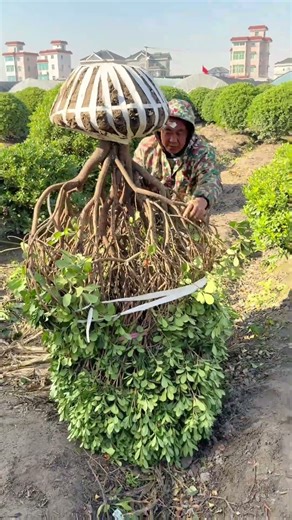 Massive Tree Transplant: Moving a Heavy, Root-Wrapped Bonsai