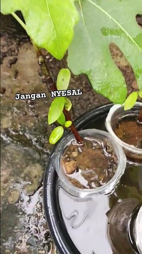 From the beginning, plant fig trees on loa #grafting #graftingfruittrees #nature #graftingplants