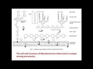 Membrane lipid content of Mycobacterium tuberculosis
