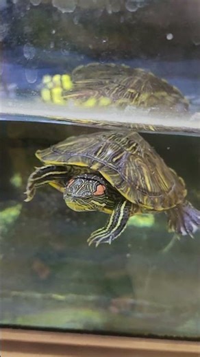Red Eared Slider Turtle