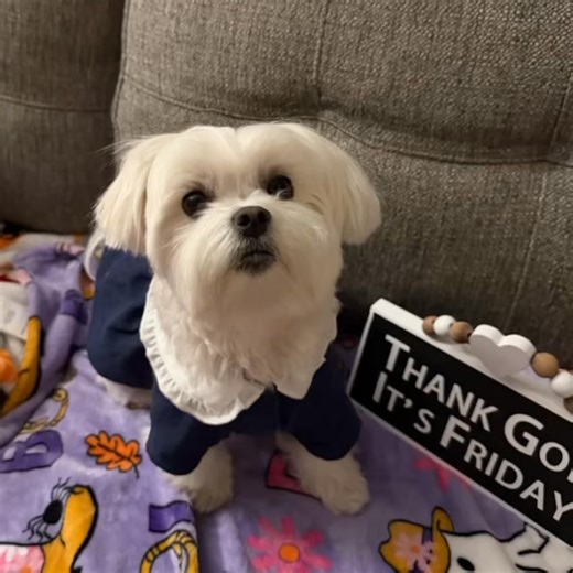 🐾 Hopey’s Highlights – Friday, November 7th, 2025 🐾 ✨🎉 “Feel-Good & Forward-Moving Friday” 💜🌈 Heyyy frens 💜🐾 It’s Friday — the day we celebrate what we’ve made it through, what we’re heading toward, and all the joy waiting in between! 🐶✨ Crazy Mommy says Fridays are for finishing strong and shining bright — because we didn’t come this far just to come this far. 💜💫 💖 Friday Thought: “Every small step forward is still progress — keep going, keep glowing.” 🐾 Whether this week felt like 