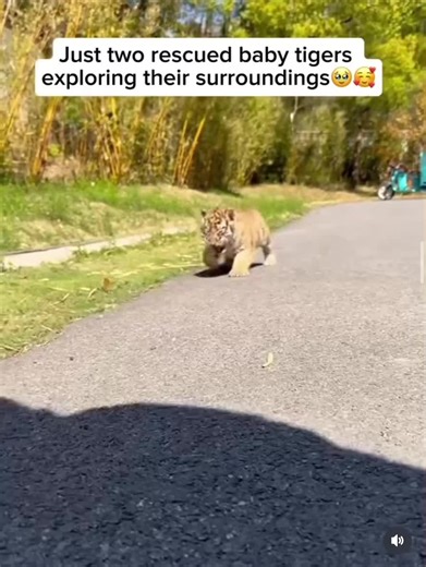 Rescued baby tigers often form a strong bond with their caregivers, who provide constant feeding, comfort, and protection during their most vulnerable days. Sucking on a pacifier helps soothe the cub and mimics the comfort it would normally receive from its mother, creating a sense of safety and trust as it grows.