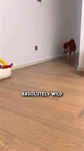 38K views · 1.8K reactions | Pet owners love how the Giggling Tooth Cleaning Toy naturally helps reduce plaque and tartar while providing endless entertainment!  ✅ Cleans Teeth Naturally ✅ Keeps Dogs Entertained ✅ Prevents Boredom and Anxiety Join thousands of satisfied dog owners and enjoy our Buy 2 + get 1 for FREE offer for a limited time!  https://pets-dreams.uk/products/giggling-tooth-cleaning-toy-in-dog-colours | Pets Dreams UK | Facebook