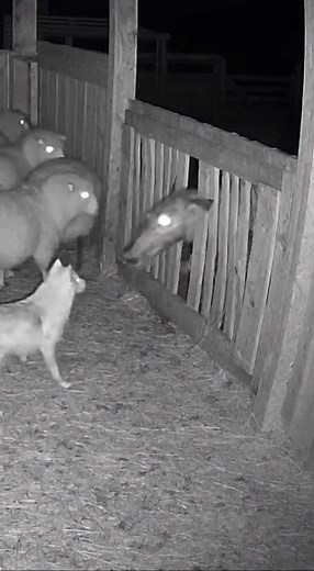 2.6K views · 23 reactions | This creature tried to eat our sheep | FutureWave Minds | Facebook